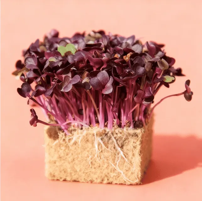 Radish Red Rambo Microgreens